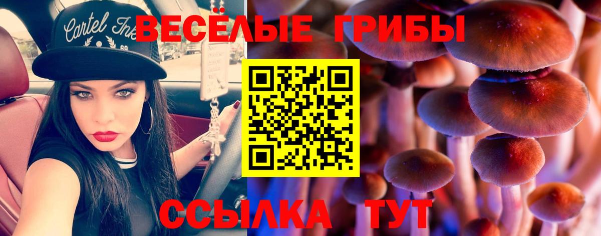 Псилоцибиновые грибы Psilocybe  Вход с VPN  Гатчина 